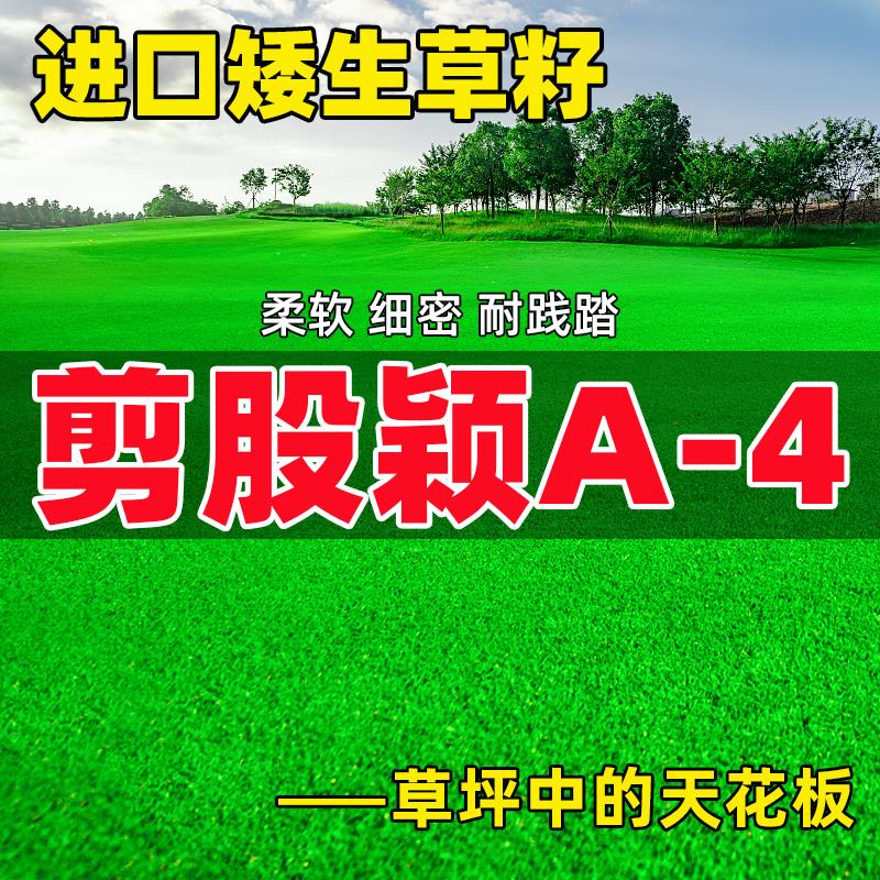 剪股颖草籽a4本特坪绿化庭