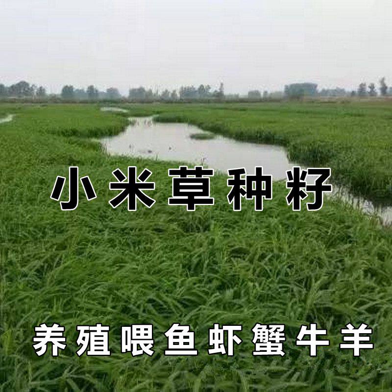 小米草种籽鱼塘专用草养喂龙虾螃蟹吃的水草种孑四季牧草鱼草种籽