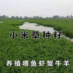 小米草种籽鱼塘专用草养喂龙虾螃蟹吃的水草种孑四季牧草鱼草种籽