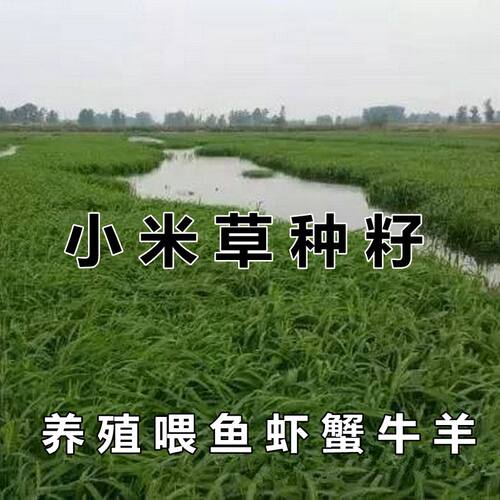 小米草种籽鱼塘专用养喂龙