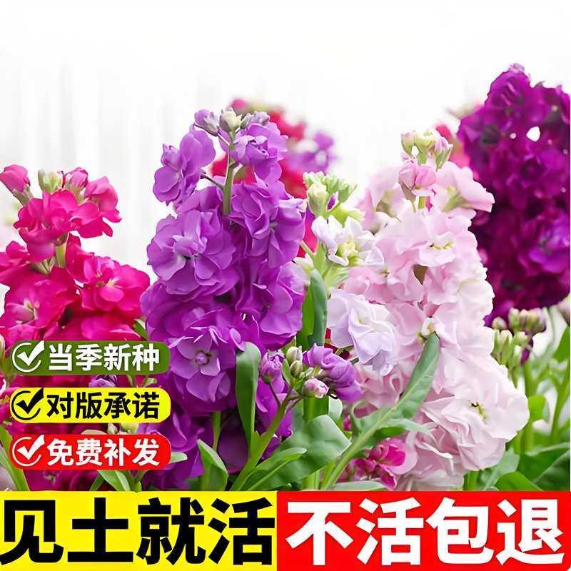 紫罗兰花种子室外坛景观美