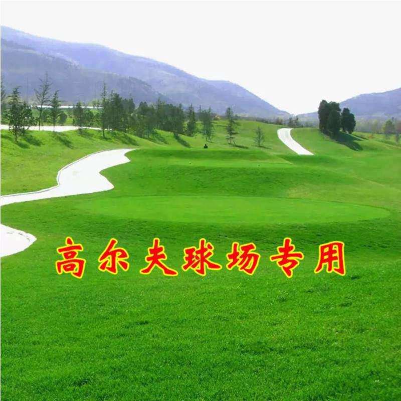 匍匐型剪股颖草籽低矮 高尔夫球场别墅庭院绿化四季常青草坪种子
