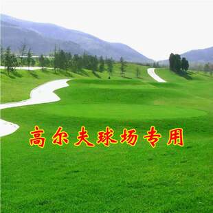 匍匐型剪股颖草籽低矮 高尔夫球场别墅庭院绿化四季常青草坪种子