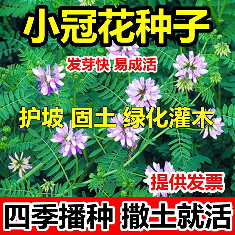 小冠花种子多变护坡固土地