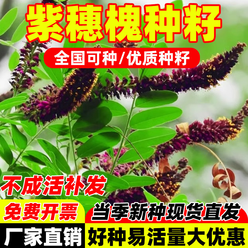 紫穗槐种子灌木刺猪屎豆多