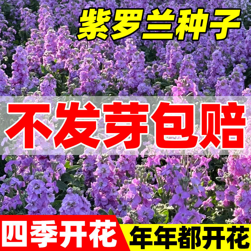 紫罗兰种子重瓣室内外庭院