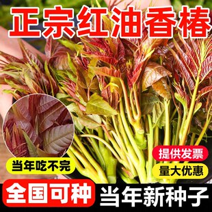 香椿种子芽苗菜菜籽红油香椿红香椿香椿树盆栽四季播红油香椿种籽