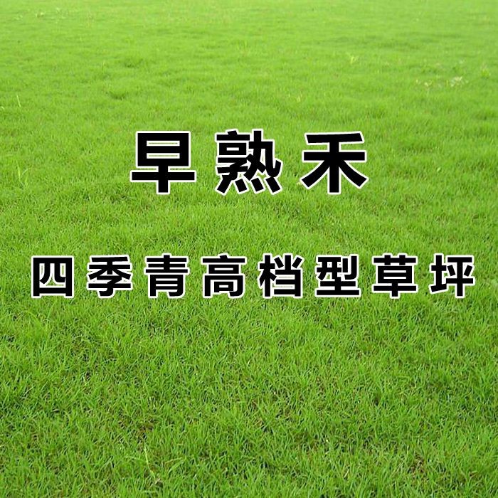 早熟禾草坪种子 进口矮生四季青草籽 耐践踏庭院耐寒不修剪地毯草