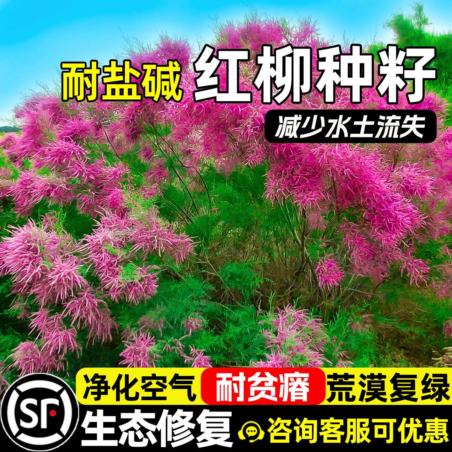 红柳种子耐旱盐碱怪柽防风