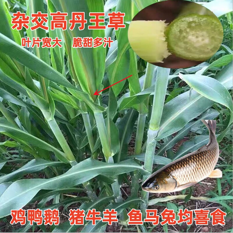 杂交高丹王草种子苏籽四季