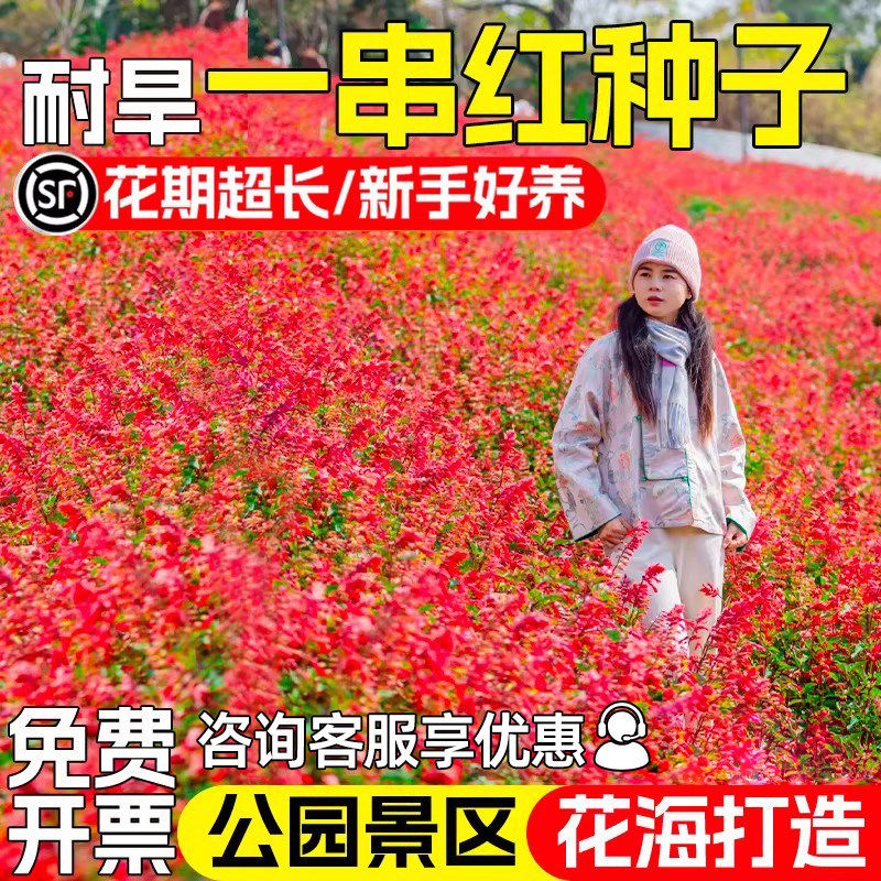 正宗矮一串红种子高四季播