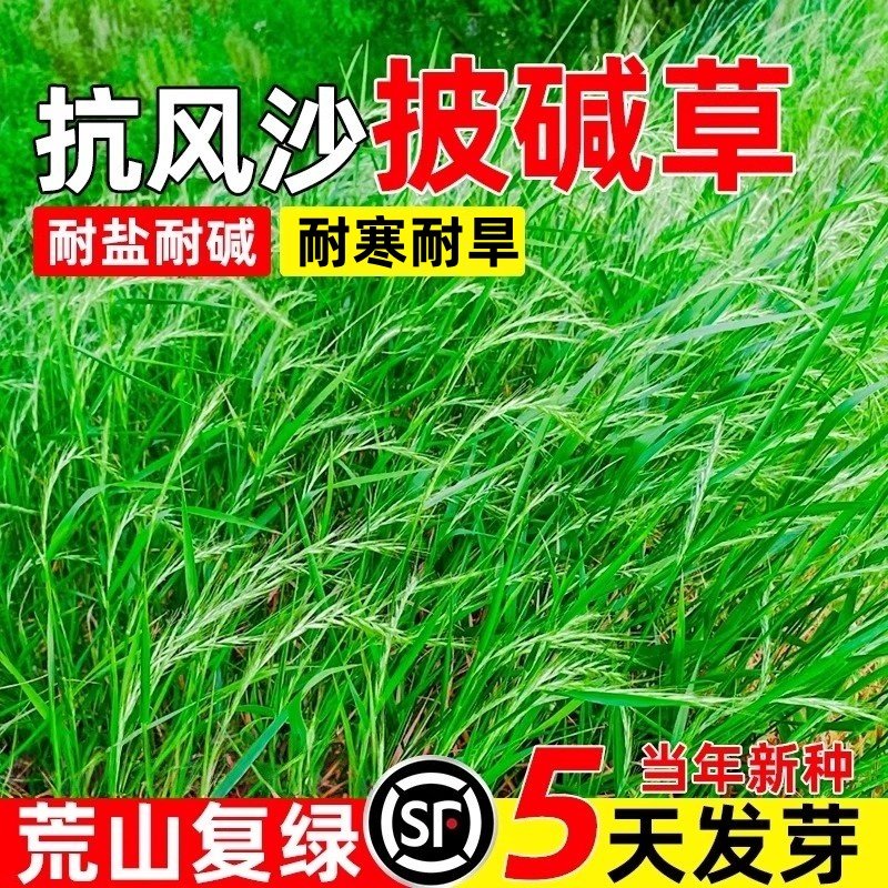 披碱草种子四季常青籽荒山