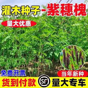 紫穗槐种子四季常青护坡固土多年生灌木种籽绿化工程边坡草籽