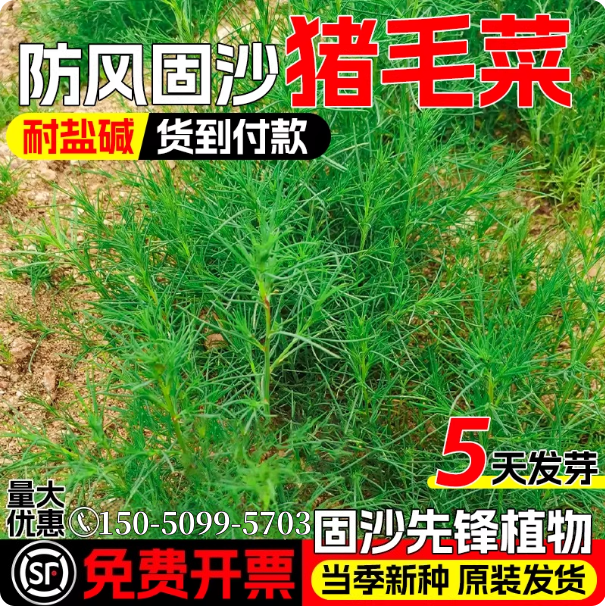 猪毛菜种子多年生防风固沙草籽耐盐耐碱野生猪毛缨扎蓬棵绿化种籽