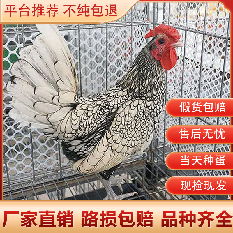 波兰观赏鸡种蛋新品宠物鸡观赏鸡可孵化受精种蛋观赏鸡苗包受精率