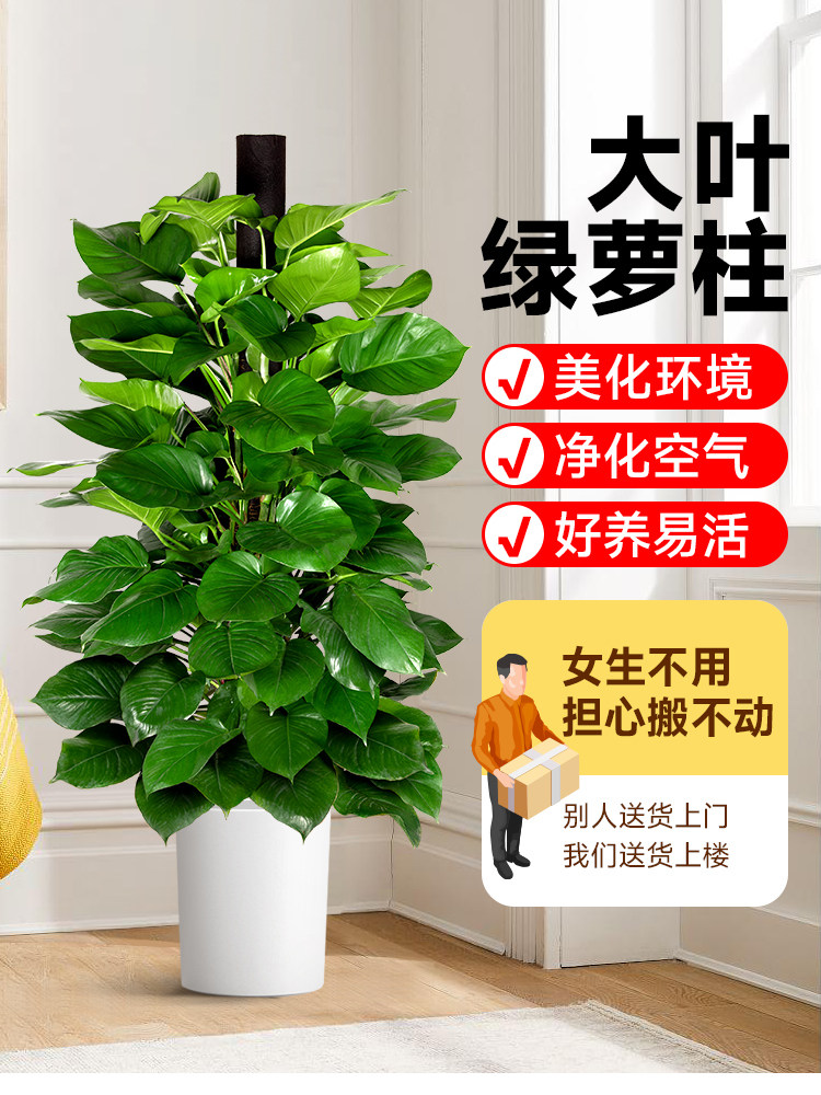 大盆绿萝除甲醛净化空气