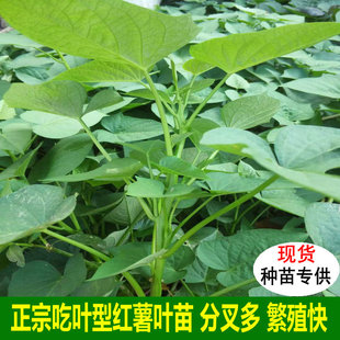 食用叶型红薯叶苗台湾地瓜叶福薯18号专吃叶子苕尖种植蔬菜番薯苗