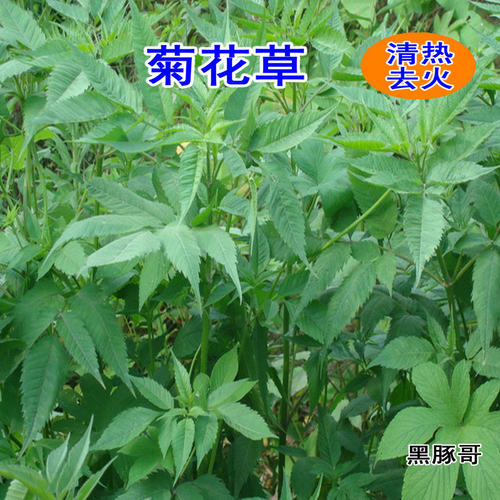新鲜菊花草宠物清热去火中药牧草