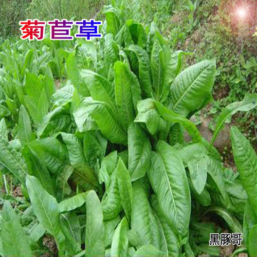 新鲜菊苣草半斤 现割发货牧草荷兰猪龙猫豚鼠鹅兔子土拨鼠非干草