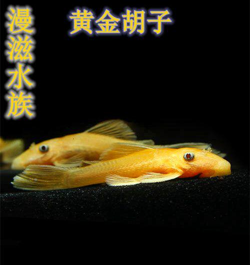 蓝眼大帆蓝眼胡子除藻鱼工具鱼热带鱼观赏鱼活体小猴黑线小精灵