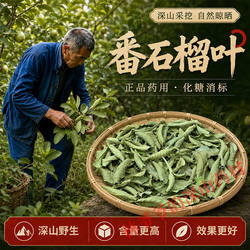 深山野生番石榴叶500g正品中药材番桃叶子芭乐叶番石榴叶茶泡水喝