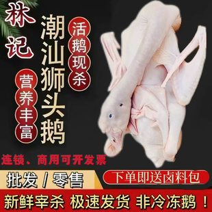 正宗潮汕狮头鹅老鹅农家散养大鹅现杀整只带内脏新鲜卤水鹅鹅肉
