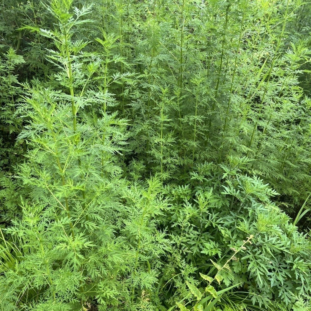现挖带根青蒿苗盆栽10棵
