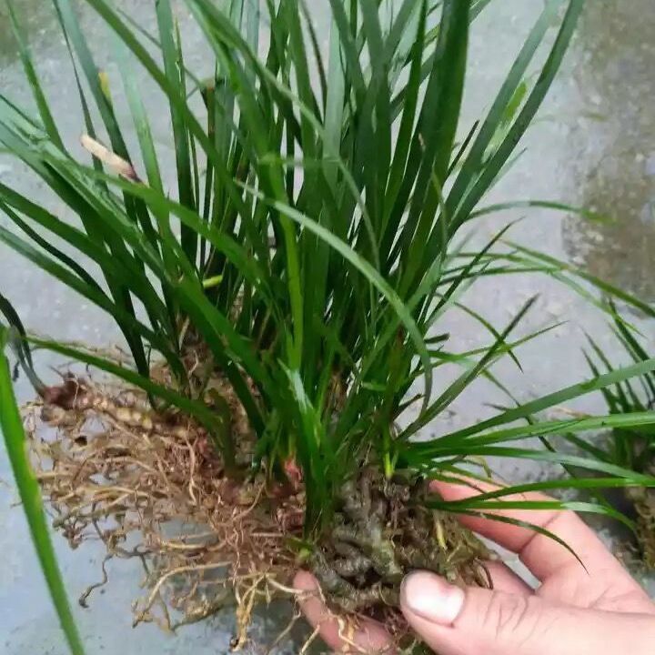 新鲜石菖蒲水培净化鱼龟缸