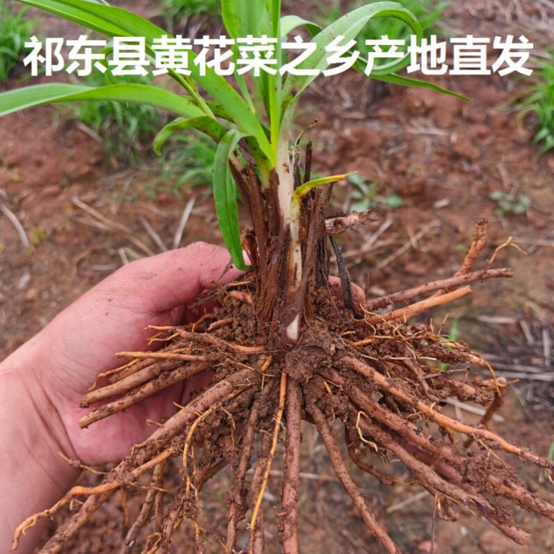 祁东黄花菜根苗食用黄花菜种苗金针菜金针花多年生现挖现发包成活