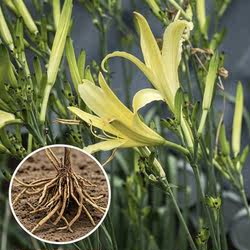 祁东黄花菜根苗食用黄花菜种苗金针菜金针花多年生现挖现发包成活