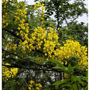 云实树苗云实树苗斗米虫树苗倒钩刺树苗庭院绿化围栏苗云实苗