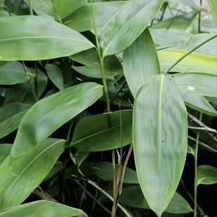 大粽叶苗粽叶树苗四季长青盆栽大叶品种湖南大箬叶苗子粽子叶盆栽