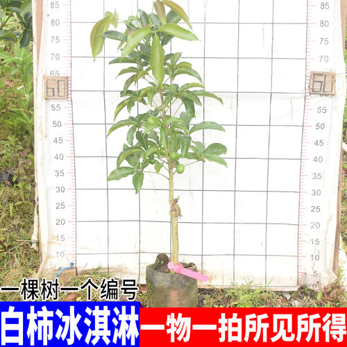 巧克力南北方地栽果树苗新品种