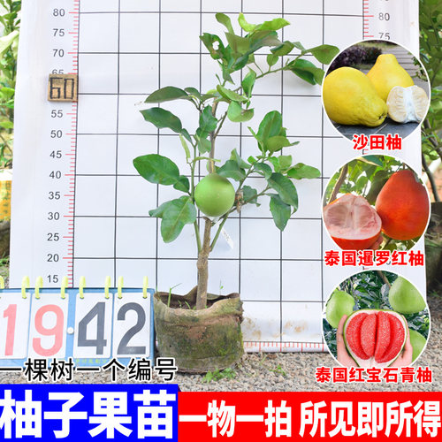 正宗沙田柚苗三红蜜柚大苗带果