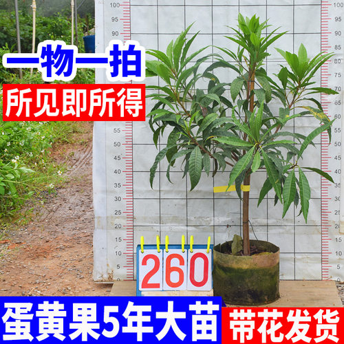 蛋黄果苗南北方种植带果发货