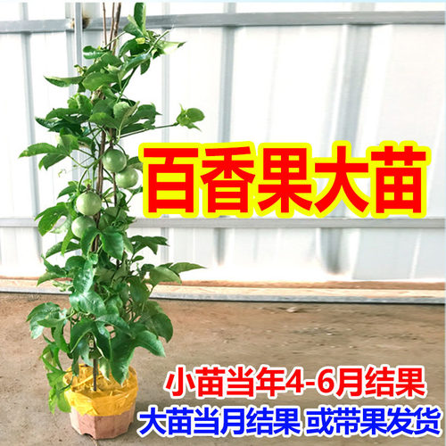 钦蜜9号百香果四季不断结果