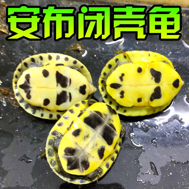 安布闭壳龟线安布黄缘闭壳安布苗安缘纯种宠物半水亚巨马来闭壳龟