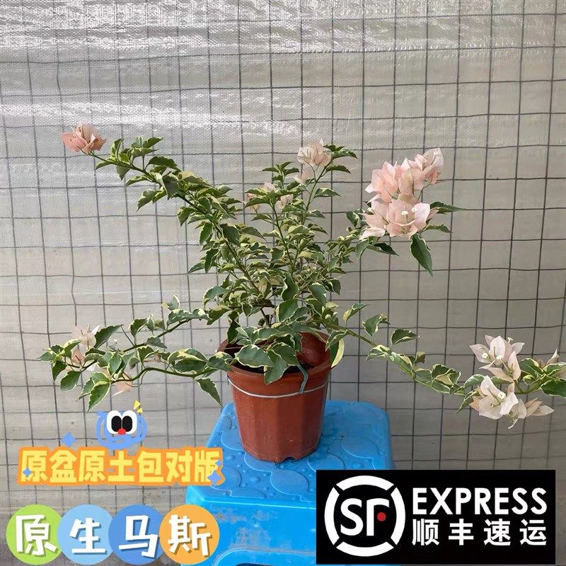 马斯三角梅原生苗带花发货 三色马斯高飘枝嫁接老桩四季勤花,鲜花速递/花卉仿真/绿植园艺,绣球/木绣球/木本植物,淘宝优惠券,粉丝福利购,淘宝优惠卷