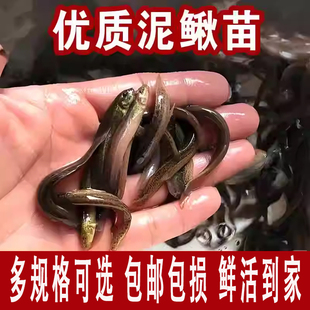 台湾小泥鳅鱼苗淡水养殖食用鲜活筏钓乌龟龙鱼饲料鱼本地泥鳅活饵