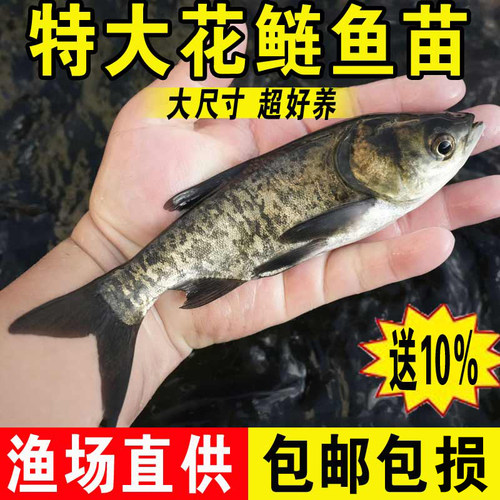 淡水养殖食用大头花鲢鱼苗批发