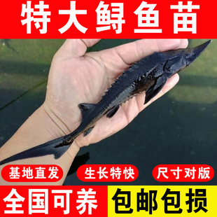 鲟鱼苗淡水养殖食用鲜活鱼缸清洁清道夫冷水观赏鱼尖嘴鲟鱼苗批发