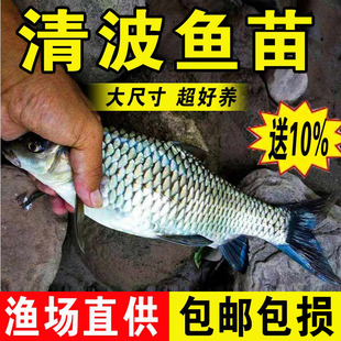 清波鱼苗淡水养殖食用活体倒刺鲃乌鳞鱼清板青竹鲩鱼苗冷水观赏鱼