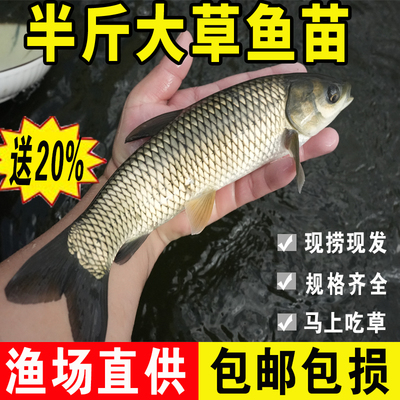 特大半斤草鱼苗淡水养殖鱼苗批发