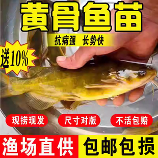 黄骨鱼苗淡水养殖食用活鱼昂刺黄鸭叫冷水观赏黄辣丁黄颡鱼苗批发