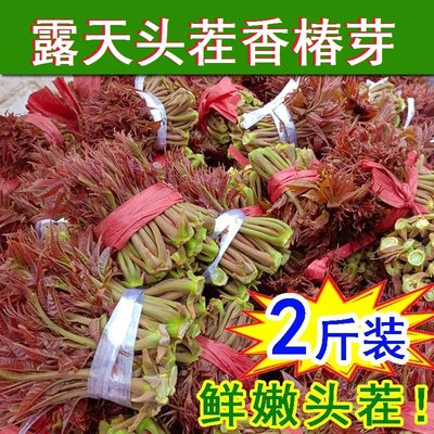 香椿芽新鲜3斤头茬春芽菜2024红油香椿产地直销现摘现发野菜包邮