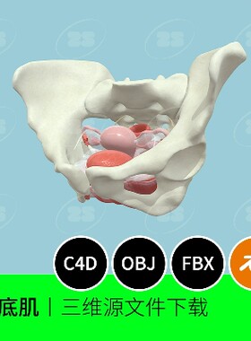 文件数据盆底肌盆骨带解剖骶骨女性3D模型blender建模C4D素材966