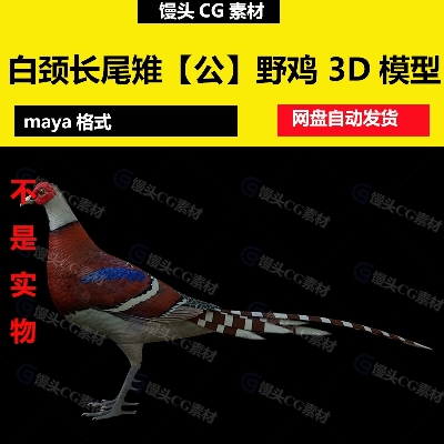 maya白颈长尾雉公鸡野鸡山鸡飞禽动物FBX OBJ写实3D模型c4d 3dmax