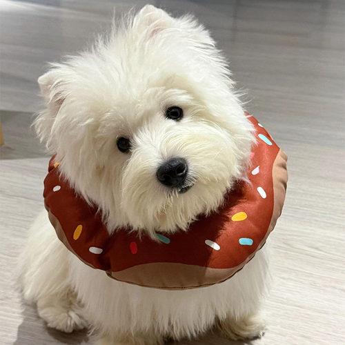 甜甜圈伊丽莎白圈猫咪中小型犬狗狗西高地防舔可调节宠物绝育项圈
