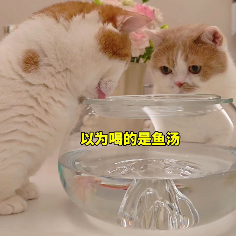 猫碗鱼缸猫咪骗水神器防打翻保护颈椎大口径双层猫咪水碗防黑下巴