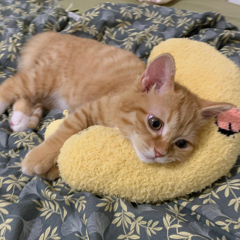 猫咪下巴枕狗狗小枕头宠物睡觉用四季通用小型宠物用品u型枕垫子